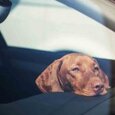 Keep your dog cool in the car