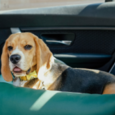 Do Dog Car Seats Minimise Distractions Whilst You Drive?