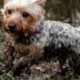 Muddy dogs challenge: advantage Jeep